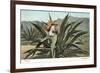 Man Harvesting Maguey Juice for Tequila, Mexico-null-Framed Premium Giclee Print