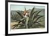 Man Harvesting Maguey Juice for Tequila, Mexico-null-Framed Premium Giclee Print