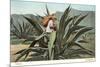 Man Harvesting Maguey Juice for Tequila, Mexico-null-Mounted Premium Giclee Print