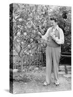 Man Harvesting Oranges from His Tree-null-Stretched Canvas