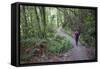 Man Hiking on Waiomu Kauri Grove Trail-Ian-Framed Stretched Canvas