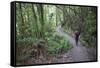 Man Hiking on Waiomu Kauri Grove Trail-Ian-Framed Stretched Canvas