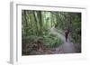 Man Hiking on Waiomu Kauri Grove Trail-Ian-Framed Photographic Print