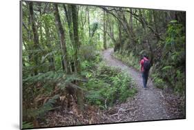 Man Hiking on Waiomu Kauri Grove Trail-Ian-Mounted Photographic Print