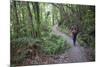 Man Hiking on Waiomu Kauri Grove Trail-Ian-Mounted Photographic Print
