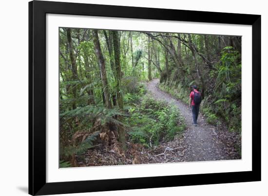 Man Hiking on Waiomu Kauri Grove Trail-Ian-Framed Photographic Print