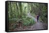 Man Hiking on Waiomu Kauri Grove Trail-Ian-Framed Stretched Canvas