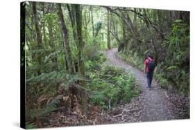 Man Hiking on Waiomu Kauri Grove Trail-Ian-Stretched Canvas