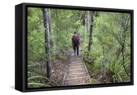 Man Hiking on Waiomu Kauri Grove Trail-Ian-Framed Stretched Canvas