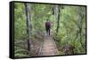 Man Hiking on Waiomu Kauri Grove Trail-Ian-Framed Stretched Canvas