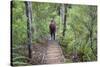 Man Hiking on Waiomu Kauri Grove Trail-Ian-Stretched Canvas