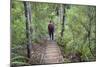 Man Hiking on Waiomu Kauri Grove Trail-Ian-Mounted Photographic Print