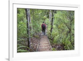 Man Hiking on Waiomu Kauri Grove Trail-Ian-Framed Photographic Print