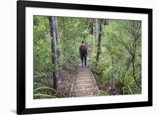 Man Hiking on Waiomu Kauri Grove Trail-Ian-Framed Photographic Print