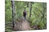 Man Hiking on Waiomu Kauri Grove Trail-Ian-Mounted Photographic Print