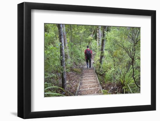 Man Hiking on Waiomu Kauri Grove Trail-Ian-Framed Photographic Print