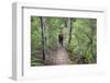 Man Hiking on Waiomu Kauri Grove Trail-Ian-Framed Photographic Print