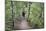 Man Hiking on Waiomu Kauri Grove Trail-Ian-Mounted Photographic Print