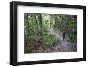 Man Hiking on Waiomu Kauri Grove Trail-Ian-Framed Photographic Print