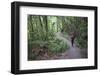 Man Hiking on Waiomu Kauri Grove Trail-Ian-Framed Photographic Print