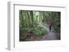 Man Hiking on Waiomu Kauri Grove Trail-Ian-Framed Photographic Print