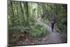 Man Hiking on Waiomu Kauri Grove Trail-Ian-Mounted Photographic Print