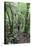 Man Hiking Through Forest on Kauaeranga Kauri Trail-Ian-Stretched Canvas