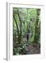 Man Hiking Through Forest on Kauaeranga Kauri Trail-Ian-Framed Photographic Print