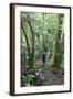 Man Hiking Through Forest on Kauaeranga Kauri Trail-Ian-Framed Photographic Print