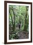 Man Hiking Through Forest on Kauaeranga Kauri Trail-Ian-Framed Photographic Print