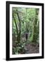 Man Hiking Through Forest on Kauaeranga Kauri Trail-Ian-Framed Photographic Print