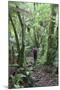 Man Hiking Through Forest on Kauaeranga Kauri Trail-Ian-Mounted Photographic Print