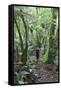 Man Hiking Through Forest on Kauaeranga Kauri Trail-Ian-Framed Stretched Canvas