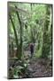 Man Hiking Through Forest on Kauaeranga Kauri Trail-Ian-Mounted Photographic Print