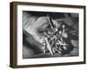 Man Holding Nails That Have Been Pulled from Old Horseshoes-Fritz Goro-Framed Photographic Print