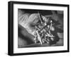 Man Holding Nails That Have Been Pulled from Old Horseshoes-Fritz Goro-Framed Photographic Print