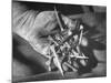 Man Holding Nails That Have Been Pulled from Old Horseshoes-Fritz Goro-Mounted Photographic Print