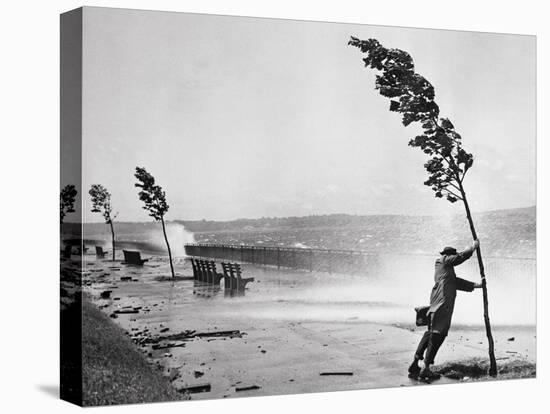 Man Holding onto Tree during Hurricane Carol-Stanley Hall-Stretched Canvas