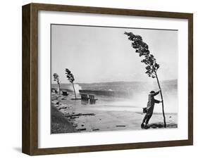 Man Holding onto Tree during Hurricane Carol-Stanley Hall-Framed Photographic Print