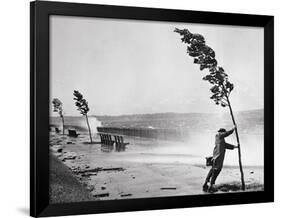 Man Holding onto Tree during Hurricane Carol-Stanley Hall-Framed Photographic Print