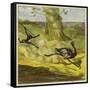 Man Hunting an Ostrich-Ernest Henry Griset-Framed Stretched Canvas