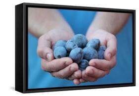 Man in Blue T-Shirt Holds Plum Fruits in His Palms-Joe Petersburger-Framed Stretched Canvas