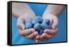 Man in Blue T-Shirt Holds Plum Fruits in His Palms-Joe Petersburger-Framed Stretched Canvas