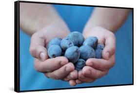 Man in Blue T-Shirt Holds Plum Fruits in His Palms-Joe Petersburger-Framed Stretched Canvas