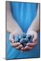 Man in Blue T-Shirt Holds Plum Fruits in His Palms-Joe Petersburger-Mounted Photographic Print