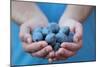Man in Blue T-Shirt Holds Plum Fruits in His Palms-Joe Petersburger-Mounted Photographic Print