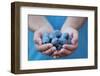 Man in Blue T-Shirt Holds Plum Fruits in His Palms-Joe Petersburger-Framed Photographic Print