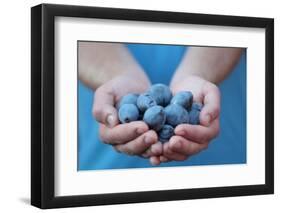 Man in Blue T-Shirt Holds Plum Fruits in His Palms-Joe Petersburger-Framed Photographic Print