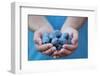 Man in Blue T-Shirt Holds Plum Fruits in His Palms-Joe Petersburger-Framed Photographic Print