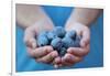 Man in Blue T-Shirt Holds Plum Fruits in His Palms-Joe Petersburger-Framed Photographic Print